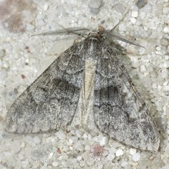 Galenara glaucaria
