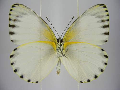 Sabine Albatross