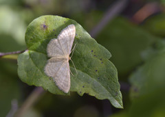 Idaea dilutaria