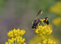 Sceliphron destillatorium