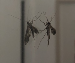 Lineodes integra
