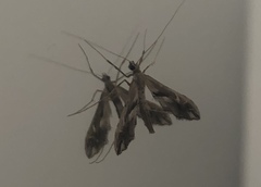 Lineodes integra