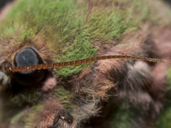 Aenetus ombraloma