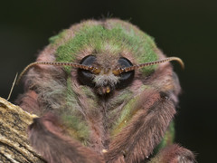 Aenetus ombraloma