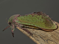 Aenetus ombraloma
