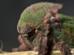 Aenetus ombraloma