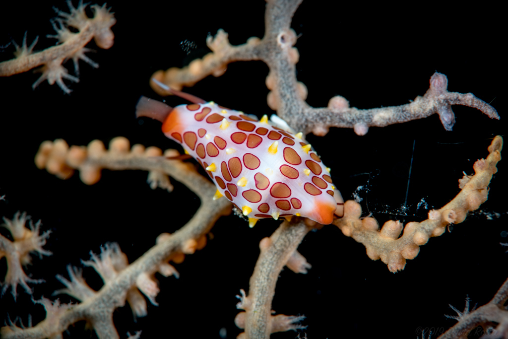 Rosewater's Egg Cowry