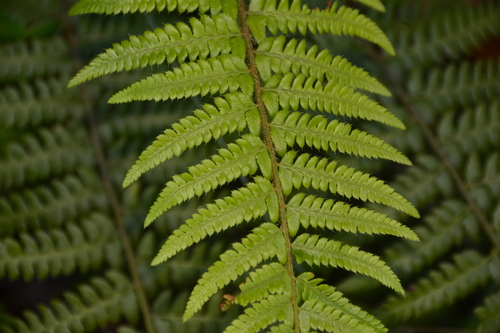 Image of Polystichum setigerum by no rights reserved