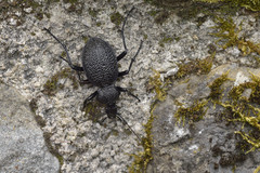 Carabus gigas