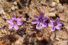 Romulea stellata