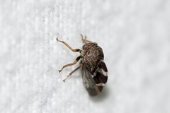Cyrtolobus tuberosus