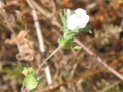 Acanthomintha ilicifolia