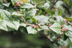 Cotoneaster konishii