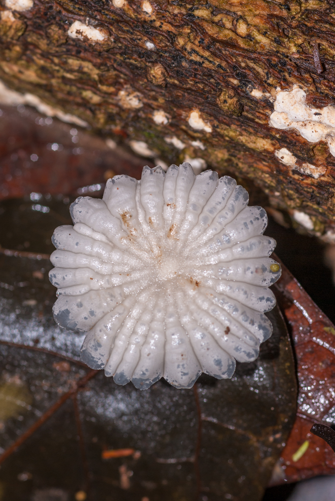 pinwheel family from Heath River Wildlife Center on January 26, 2015 at ...