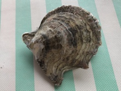 Pinctada