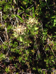 Castilleja parviflora albida