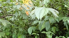 Elatostema platyphyllum