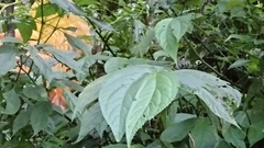 Elatostema platyphyllum