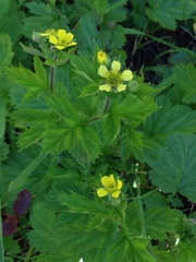 Geum macrophyllum macrophyllum