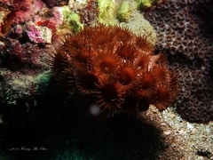 Palythoa