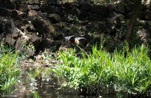 Greater Mascarene Flying Fox