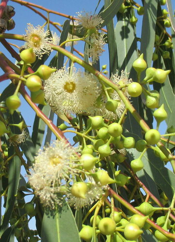 Eucalyptus camaldulensis