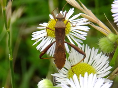 Riptortus pedestris