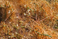 Cuscuta pacifica