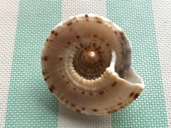 Architectonica