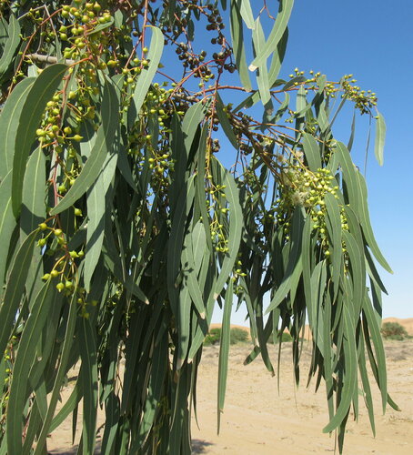 Eucalyptus camaldulensis