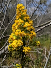 Solidago confinis