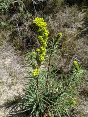 Solidago confinis
