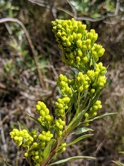Solidago confinis