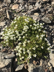 Pseudocherleria macrocarpa