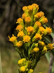 Solidago confinis