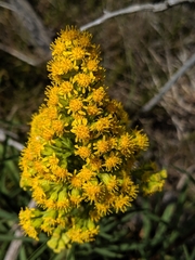 Solidago confinis