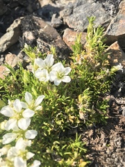 Pseudocherleria macrocarpa