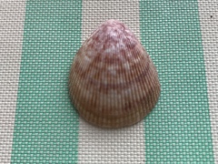 Vasticardium kuboderai