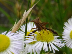 Riptortus pedestris