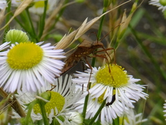 Riptortus pedestris