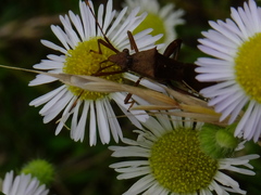 Riptortus pedestris