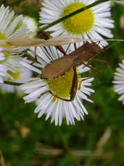 Riptortus pedestris