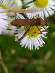 Riptortus pedestris