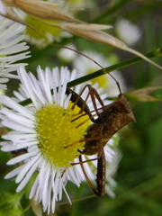 Riptortus pedestris
