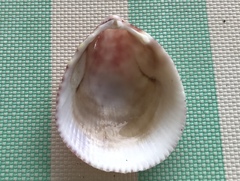 Vasticardium kuboderai