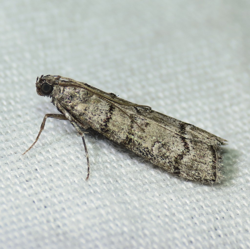 Dioryctria subtracta