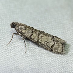 Dioryctria subtracta