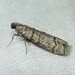 Dioryctria subtracta - Photo (c) C. Mallory, algunos derechos reservados (CC BY-NC), subido por C. Mallory