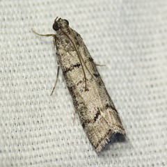 Dioryctria subtracta