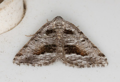 Macaria colata